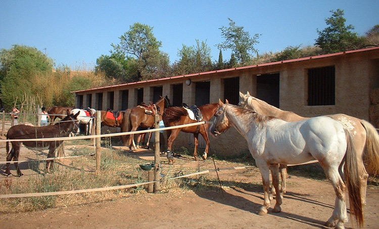 Nuestros caballos reciben a unos amigos 04-07-05