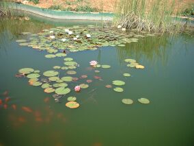 Nen&uacute;fares y peces de colores