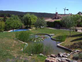 Back garden