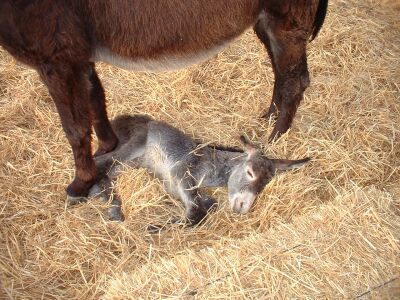 Platero